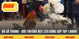 Đá Gà Thomo - Đấu Trường Rực Lửa Đẳng Cấp Top 1 888VI